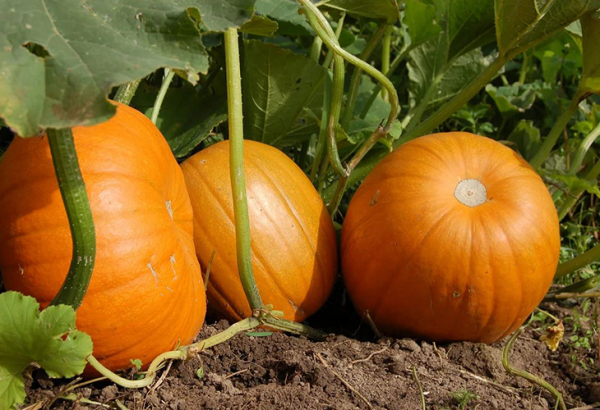 ТОП-6 самых поздних овощей, с которыми осенью не будет недостатка витаминов